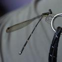Palaemnea sp (a Shadowdamsel)-2.jpg
